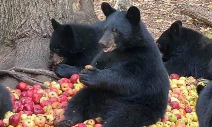bears and apples