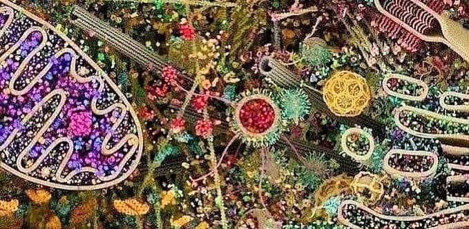 Harvard image of inner cellular life